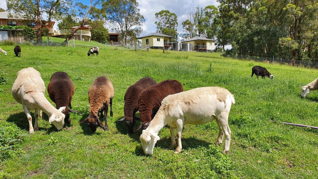 Blueberry Hills On Comleroy Farmstay - Self-Contained Cottages Kurrajong Exterior photo