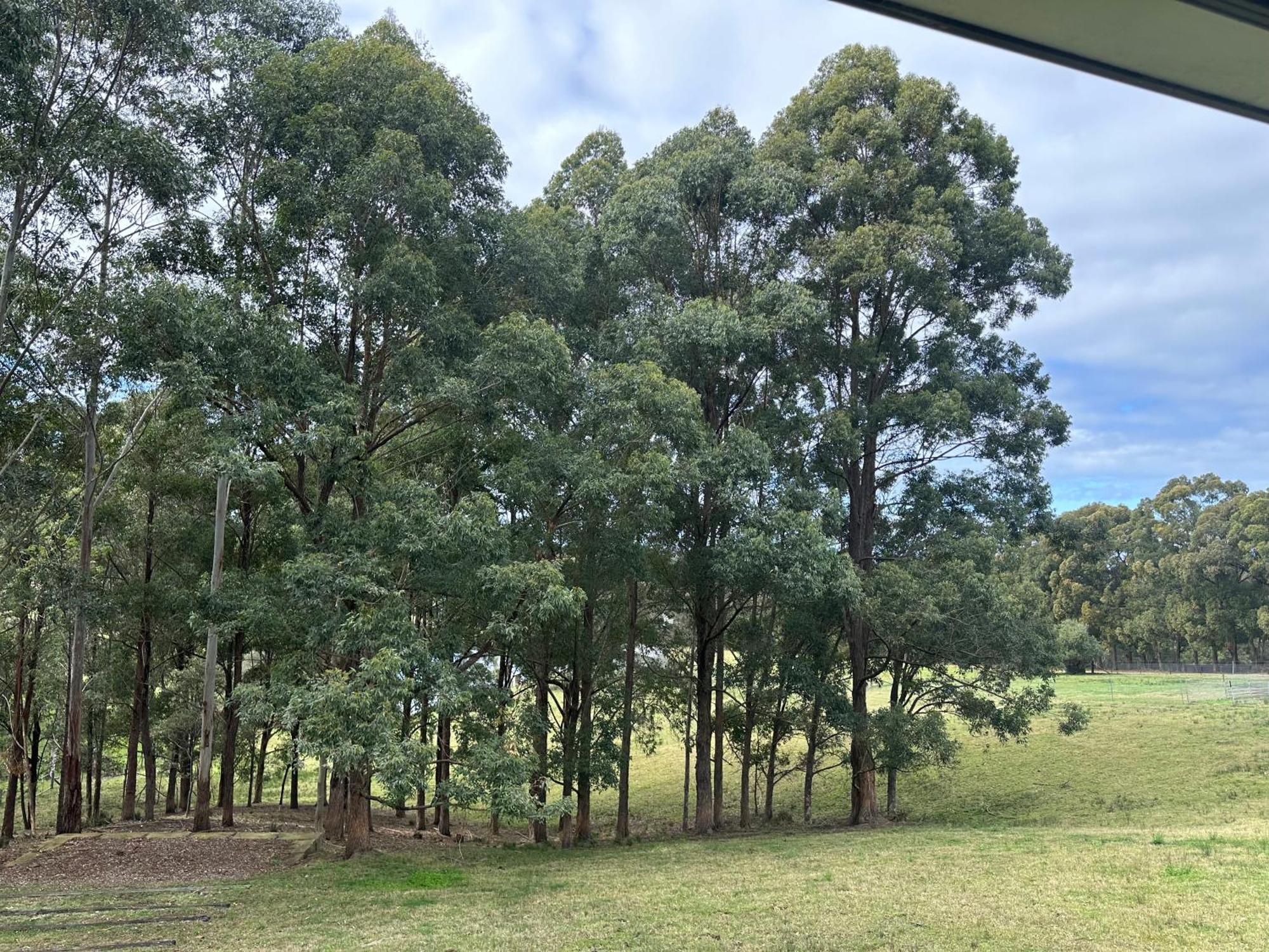 Blueberry Hills On Comleroy Farmstay - Self-Contained Cottages Kurrajong Exterior photo