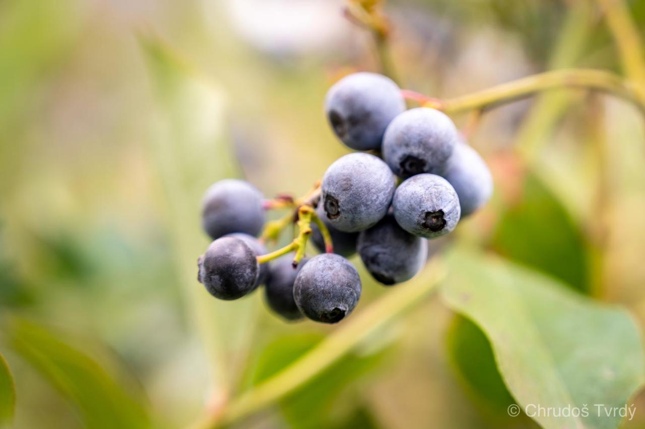 Blueberry Hills On Comleroy Farmstay - Self-Contained Cottages Kurrajong Exterior photo