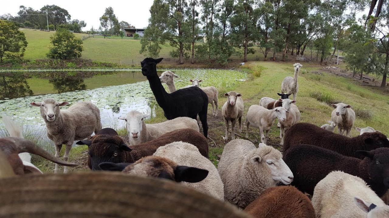 Blueberry Hills On Comleroy Farmstay - Self-Contained Cottages Kurrajong Exterior photo